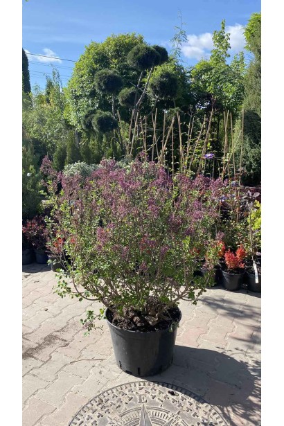 Бузок Меєра Палібін - 35л/вис.70-80см/Ø70-80см